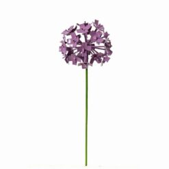 ALLIUM BLOEM PAARS