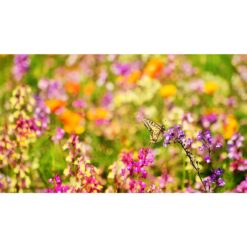 Alternative view of Let it Grow Kweektuintje - Vlinderbloemen