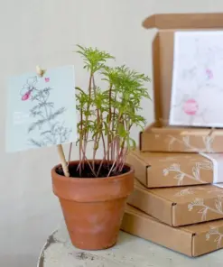 Cadeaudoosje Geluk zaaien