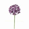 ALLIUM BLOEM PAARS