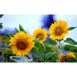 Alternative view of Let it Grow Kweektuintje - Zonnebloemen
