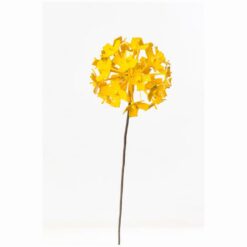 Alternative view of ALLIUM BLOEM GEEL