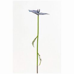 Alternative view of METALEN CRANESBILL PAARSE BLOEM