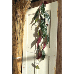 Alternative view of Begonia Maculata Kunstslinger 120cm (Guirlande)