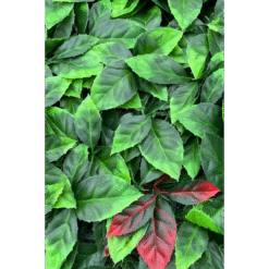 Alternative view of Kunsthaag Photinia 60x40cm