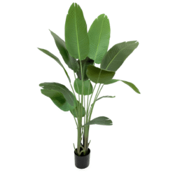 Alternative view of Strelitzia Kunstplant 160cm