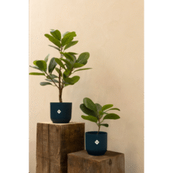 Alternative view of Ficus Kunstplant 35cm