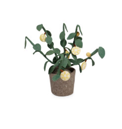 Kidsdepot plant Citrus -