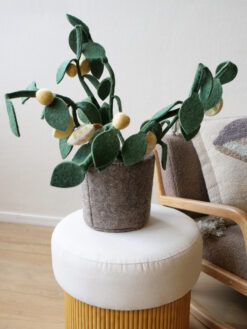 Alternative view of Kidsdepot plant Citrus -